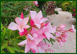 tuin
